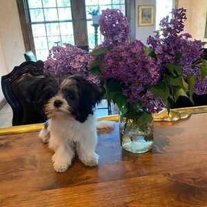 Meet your Posher, Molly